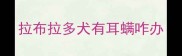 拉布拉多犬有耳螨咋办
