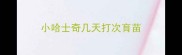 小哈士奇几天打次育苗