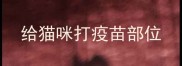 给猫咪打疫苗部位