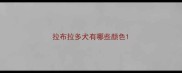 拉布拉多犬有哪些颜色