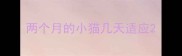 两个月的小猫几天适应