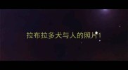 拉布拉多犬与人的照片