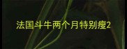 法国斗牛两个月特别瘦