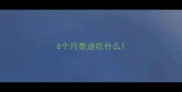 8个月泰迪吃什么
