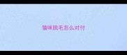 猫咪脱毛怎么对付