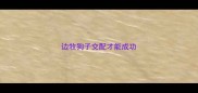 边牧狗子交配才能成功