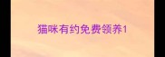 猫咪有约免费领养