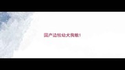 国产边牧幼犬狗粮