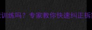 边境牧羊犬2岁还能训练吗专家教你快速纠正拆家吠叫等6大问题