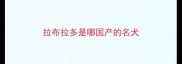 拉布拉多是哪国产的名犬