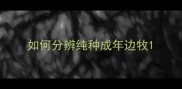 如何分辨纯种成年边牧
