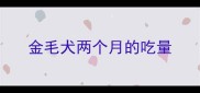 金毛犬两个月的吃量