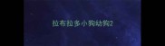 拉布拉多小狗幼狗