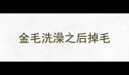 金毛洗澡之后掉毛
