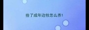 捡了成年边牧怎么养