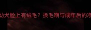 哈士奇幼犬脸上有绒毛换毛期与成年后的净脸秘密
