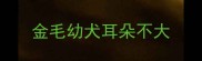 金毛幼犬耳朵不大