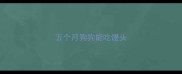 五个月狗狗能吃馒头