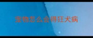 宠物怎么会得狂犬病