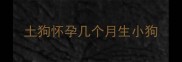 土狗怀孕几个月生小狗