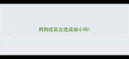 狗狗疫苗会造成细小吗