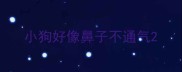 小狗好像鼻子不通气