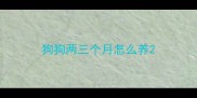 狗狗两三个月怎么养