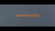 蟑螂药猫咪有害吗