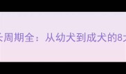 金毛犬成长周期全从幼犬到成犬的8大关键阶段