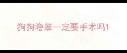 狗狗隐睾一定要手术吗