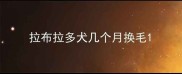 拉布拉多犬几个月换毛