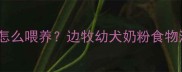 边境牧羊犬15天大怎么喂养边牧幼犬奶粉食物注意事项全攻略