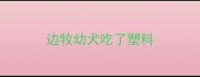 边牧幼犬吃了塑料