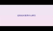 边牧幼犬使用什么牵引