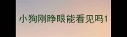 小狗刚睁眼能看见吗