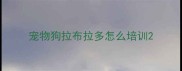 宠物狗拉布拉多怎么培训