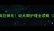 四个月哈士奇疯狂掉毛幼犬期护理全攻略附真实对比图