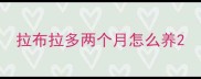 拉布拉多两个月怎么养