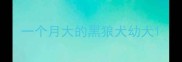 一个月大的黑狼犬幼犬