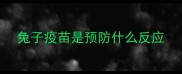 兔子疫苗是预防什么反应