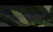 小泰迪打什么疫苗好