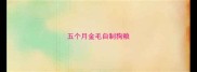 五个月金毛自制狗粮