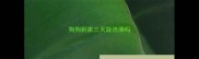 狗狗到家三天能洗澡吗