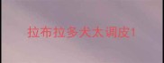 拉布拉多犬太调皮