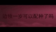 边牧一岁可以配种了吗