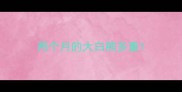 两个月的大白熊多重