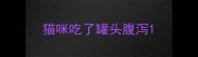 猫咪吃了罐头腹泻