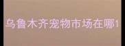 乌鲁木齐宠物市场在哪
