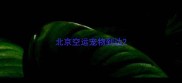 北京空运宠物到达