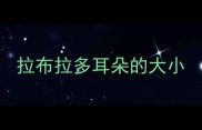 拉布拉多耳朵的大小